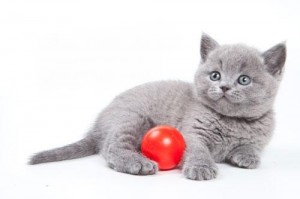 Голубой британский котенок